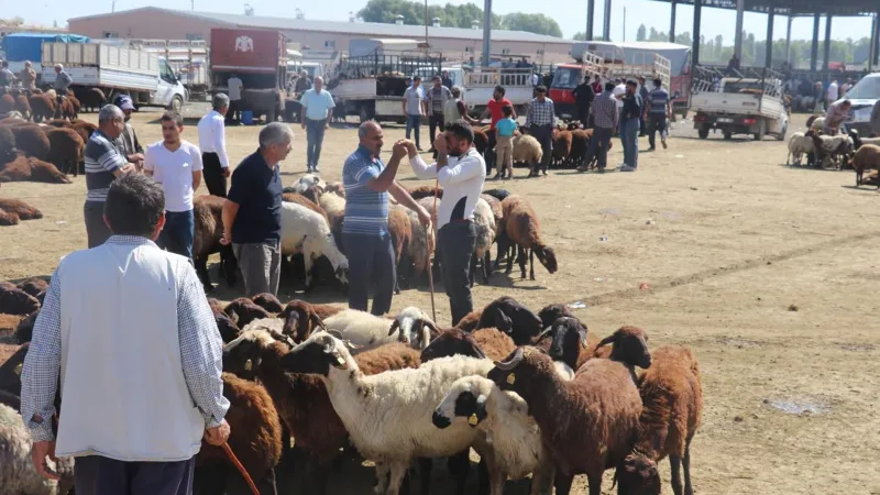 81 ile ‘acil’ kodlu yazı: Tüm hayvan pazarları kapatıldı
