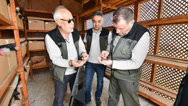 Balıkesir’de gal arısıyla mücadele