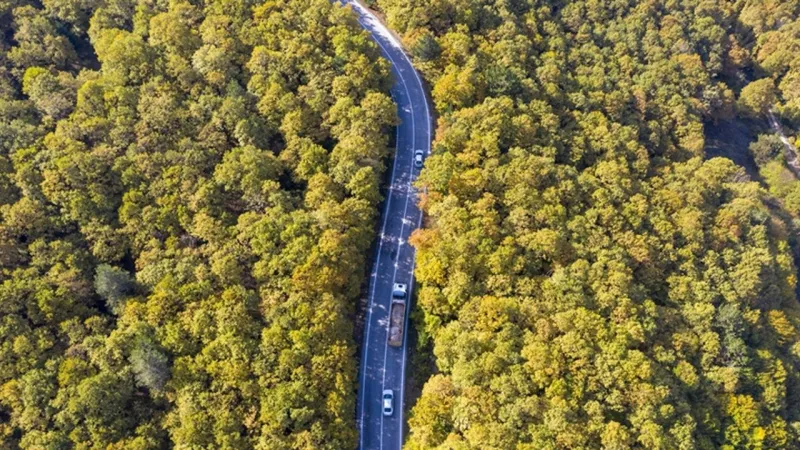 Bolu'da Sonbahar: Ormanlar Renk Cümbüşüne Döndü!