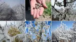 Kar Yok, Tehlike Çok! Erken Çiçeklenme Riski Kapıda mı?