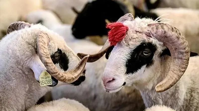 Diyanet'ten Şok Uyarı: O Kurbanlar Geçersiz! İşte Detaylar
