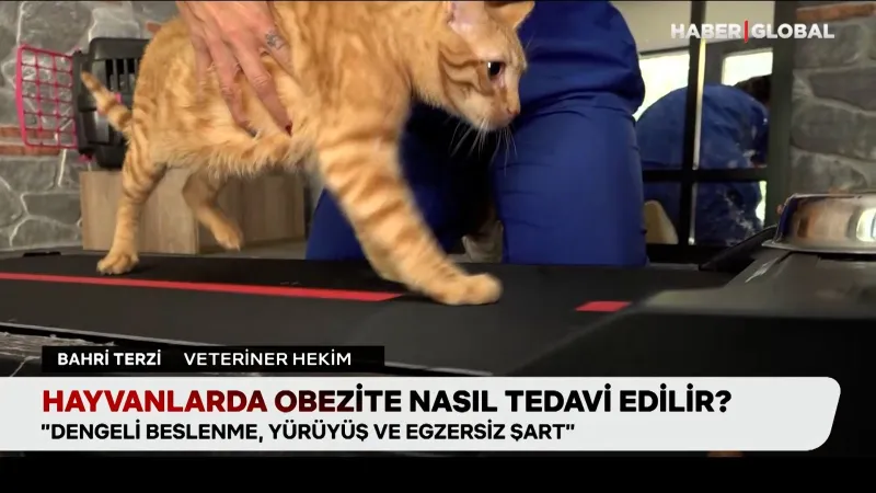 Evcil Hayvan Obezitesi: Dostunuzun Sağlığı İçin Ne Yapmalı?