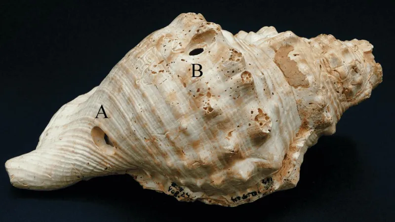 6000 Yıllık Deniz Kabukları Müzik Aleti miydi? Şok Keşif!