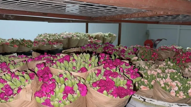 Isparta Karanfili Avrupa'yı Fethetti! İşte İhracatın Sırrı