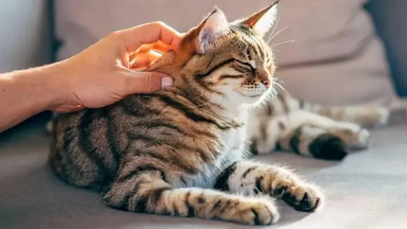 Kediler Sahiplerini Kokularından Tanır Mı? Şaşırtan Araştırma!