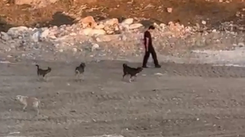 Köpekler saldırmaya çalıştı, o yoluna devam etti