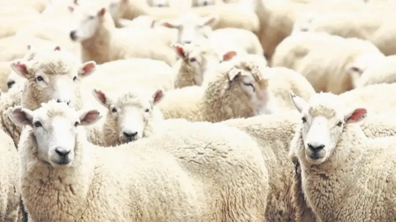 Kurbanlık Fiyatları Şoku! Kilosu Ne Kadar Oldu? İşte Cevabı