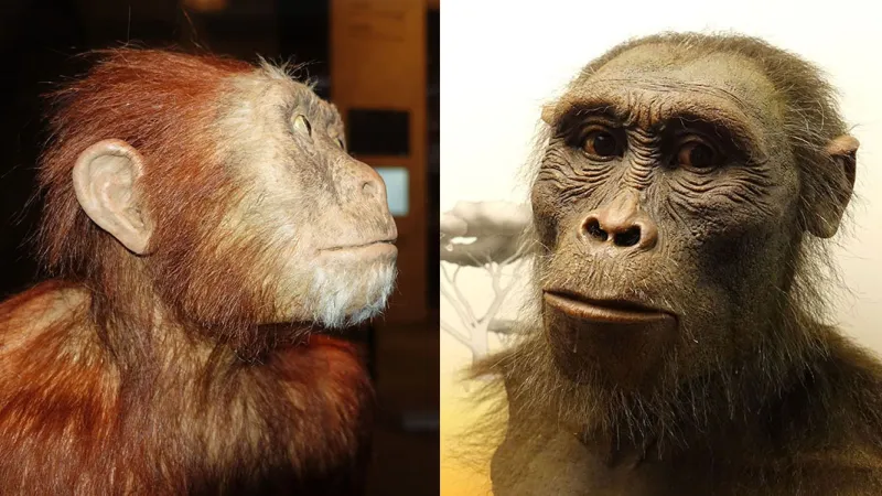 Lucy yalnız değilmiş