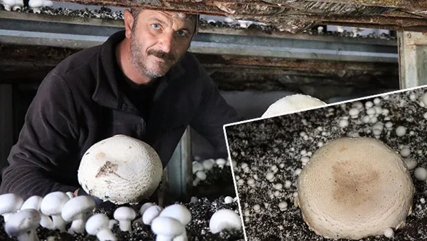 Memleketine döndü devlet desteği aldı: 6 çadır kurdu üretime geçti! 'Gelen taleplere yetişemez oldum'