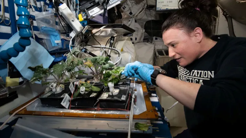 NASA'nın uzayda yetiştirmeyi başardığı marulun ciddi bir sorunu var!
