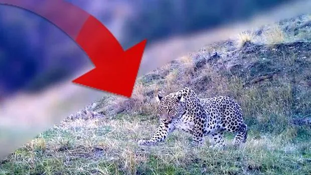 Nesli 'en tehlikede' kategorisinde! Fotokapana yansıyan görüntüyü Bakan Yumaklı paylaştı