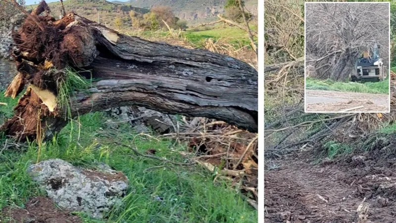 Tunceli'de Miras Katliamı! 250 Yıllık Ağaçlar Yok Edildi