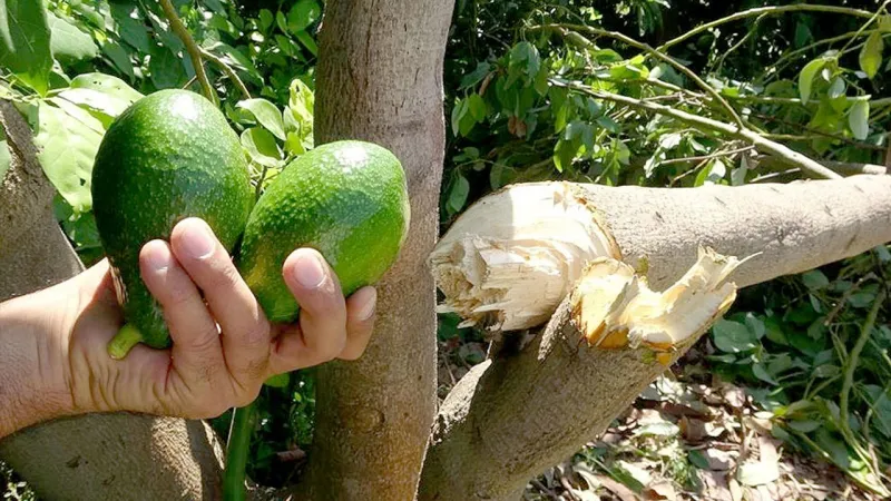 Avokado Mucizesi: Fazlası Zarar mı? İşte Bilmeniz Gerekenler!