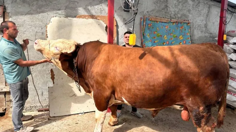 Paşa Kurbanlık Dana: Fiyatı Sıfır Otomobil Kadar!