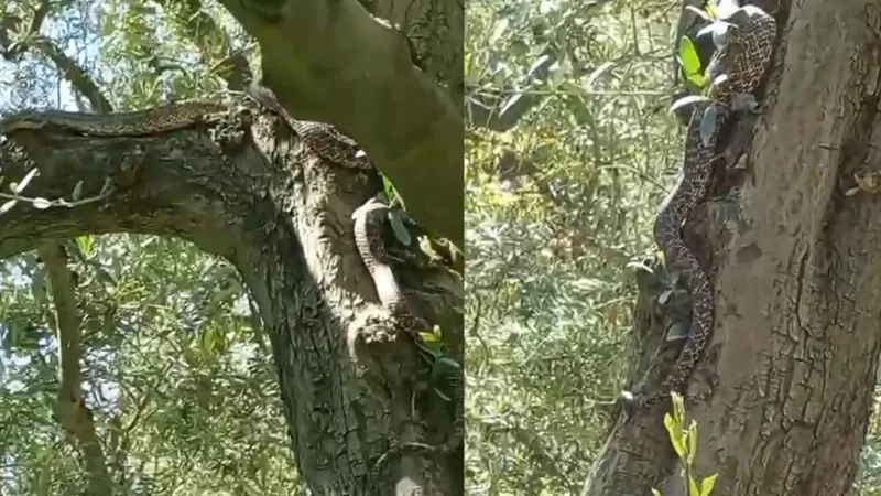 Bursa'da Dehşet! 2.5 Metrelik Yılan Zeytin Ağacında Görüntülendi!