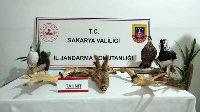 Evde Hayvanat Bahçesi! Kuğu, Sülün, Tavus Kuşu Şoku!