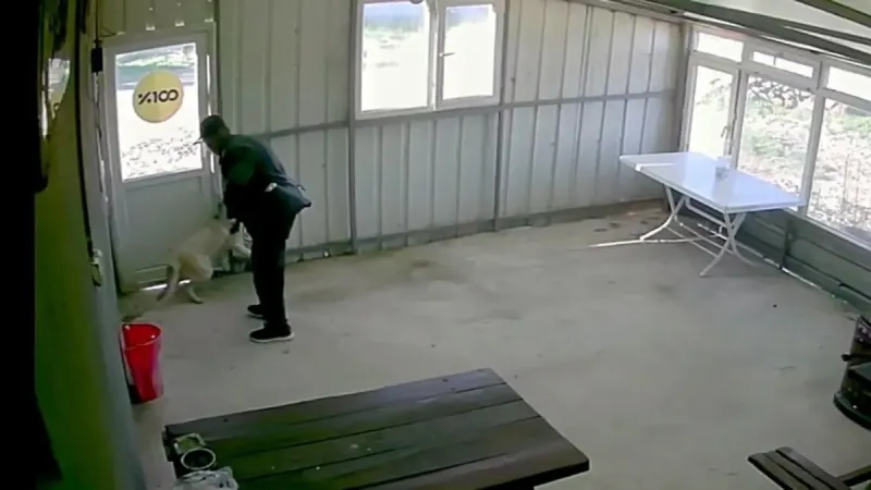 Kahvehanedeki Köpeğe Bastonlu Saldırı! Vicdansızlık Kamerada