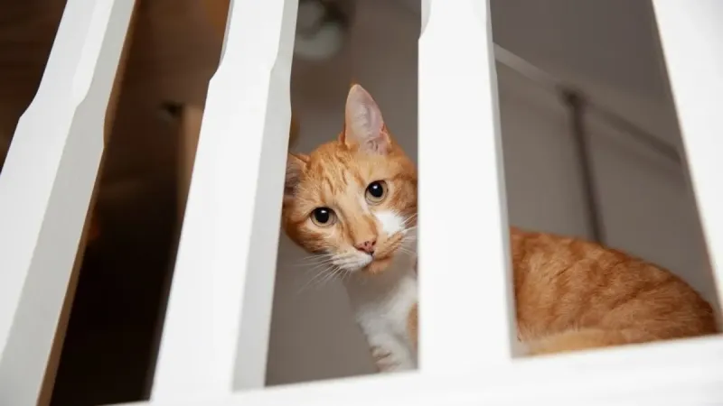 Kedi Kuyruğu Sırları: Size Ne Anlatıyor? Şok Olacaksınız!