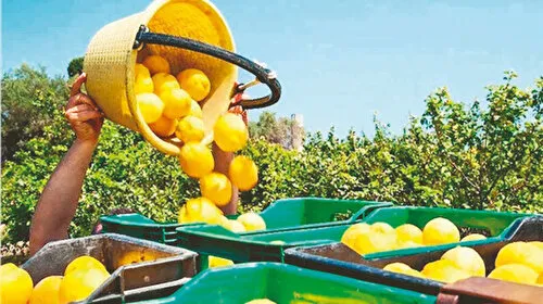 Limon İhracatına Şok Yasak! Fiyatlar Uçacak Mı?