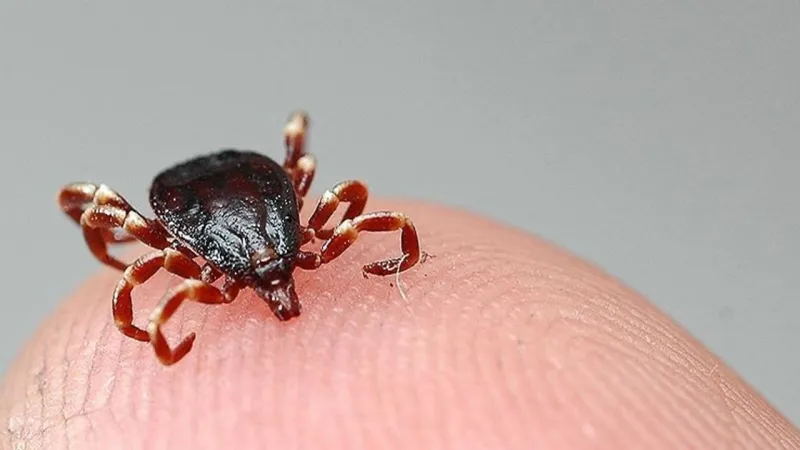 Sivas'ta Kene Alarmı! KKKA Bir Can Daha Aldı