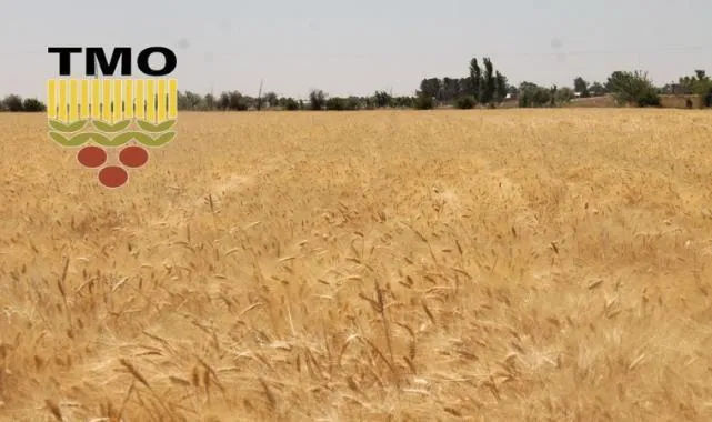 TMO Buğday Alımına Başlıyor! İşte Tarih ve Detaylar