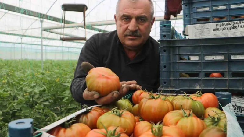 Turfanda hasat edilen domates serada 28 TL’den alıcı buluyor