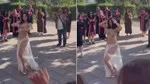 ODTÜ Mezuniyetinde Dansöz Olayı! Rektörlükten Açıklama Geldi!