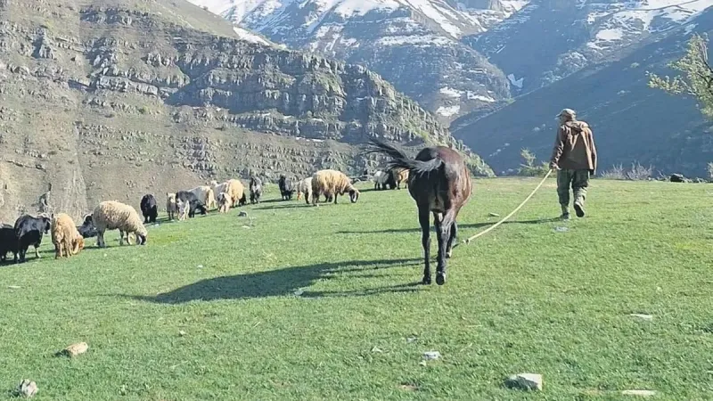 PKK kamplarında koyunlar otluyor, yıllardır ekilmeyen araziler tarıma açılıyor... Yeni Çukurova Şırnak