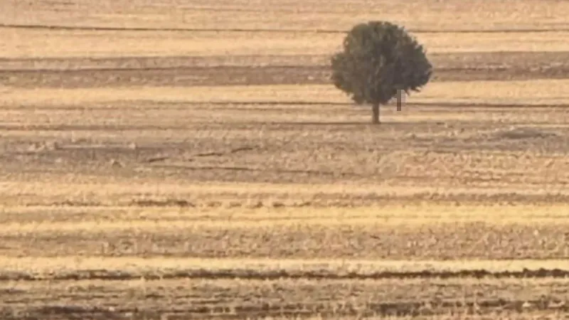 Şırnak Silopi'de Şok Ölüm! Tarlada Ağaca Asılı Halde Bulundu