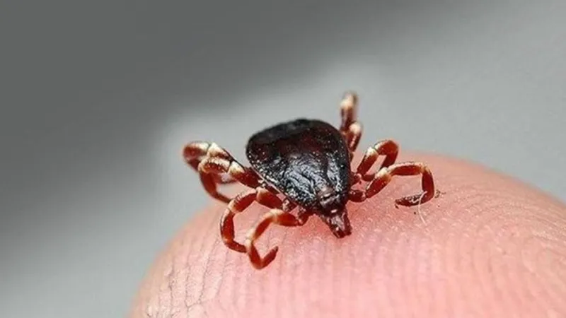 Sivas'ta KKKA hastalığı şüphesiyle tedavi gören kişi hayatını kaybetti