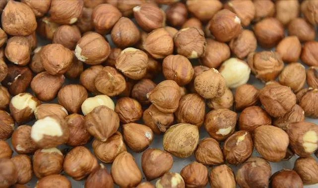 Ticaret borsalarında 9 ayda 576 bin tonu aşkın fındık işlem gördü