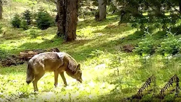 Türk mitolojisinde çok özel bir yeri var: Bursa'da fotokapana yakalandı! Güçlü yapısı, keskin bakışları ve sessiz adımlarıyla dikkat çekiyor