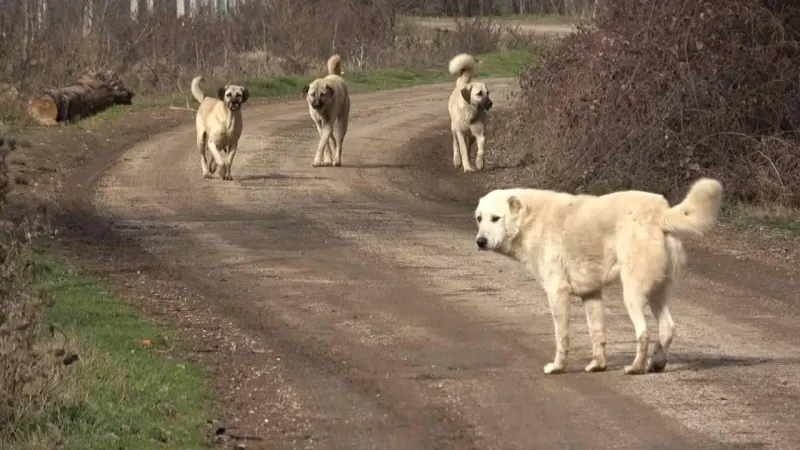 Vasip Şahin: Ankara'da başıboş köpek sayısı 52 bin