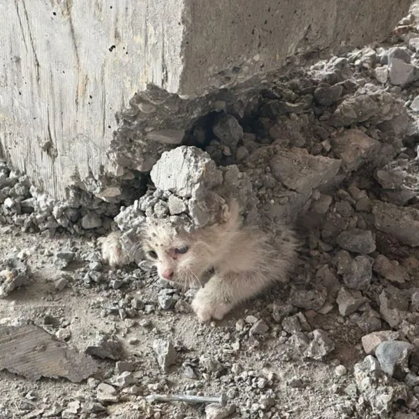 Betonun Altında Mucize! Minik Kedi Hayata Tutundu