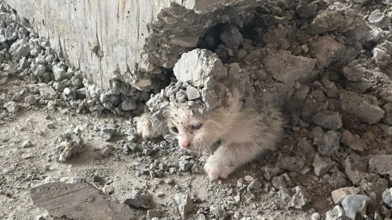 Betonun İçinden Mucize! Yavru Kedi Nasıl Kurtarıldı?