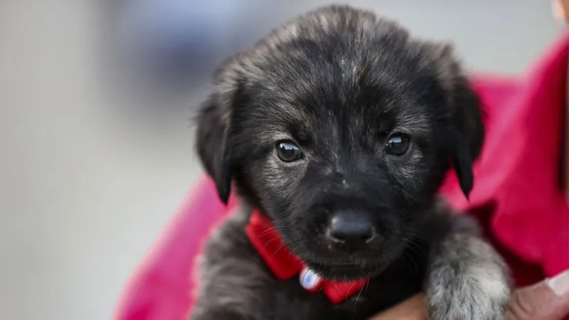 Yavru Köpek Sevgisi Öldürdü! Kuduz Kurbanı İngiliz Kadın
