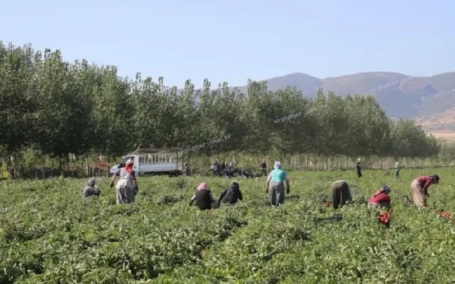 Kayseri'de kurutulan domatesler İtalya'ya ihraç ediliyor