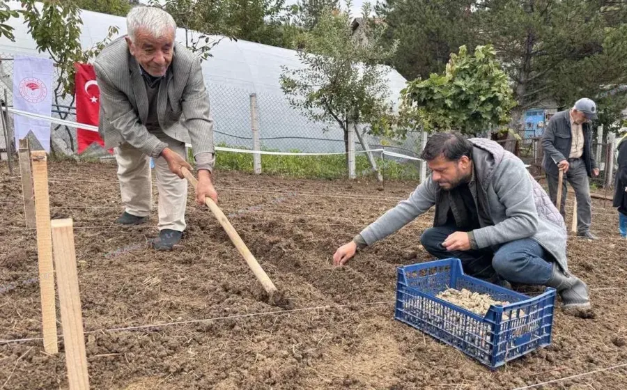 Zonguldak salep projesiyle köylüye 400 bin lira destek