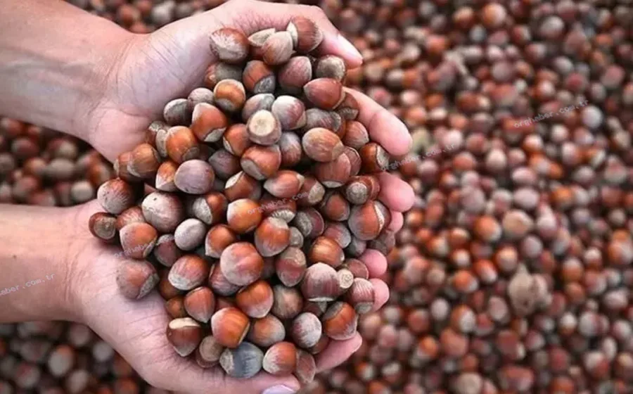 Ticaret Bakanlığı fındık piyasasını denetliyor