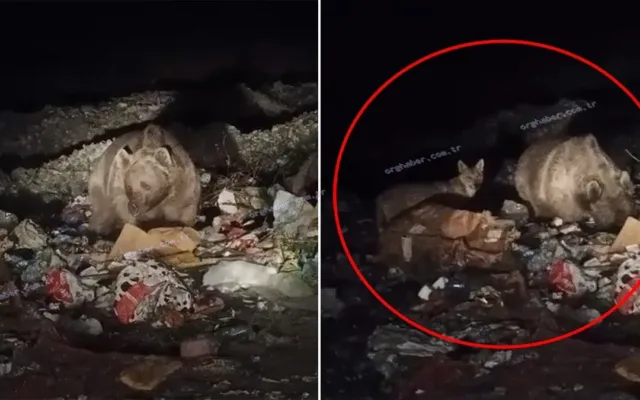 Bingöl'de ayı ve kurtlar çöp konteynerlerinde yiyecek aradı