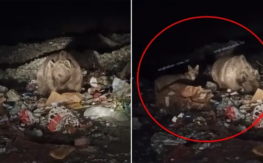 Bingöl'de ayı ve kurtlar çöp konteynerlerinde yiyecek aradı