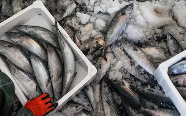 Sinop'ta askıda palamut uygulaması başladı